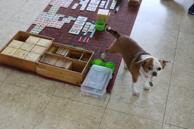 The Montessori Dog named "Tiny"