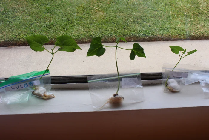 Plant growth experiment on a classroom windowsill