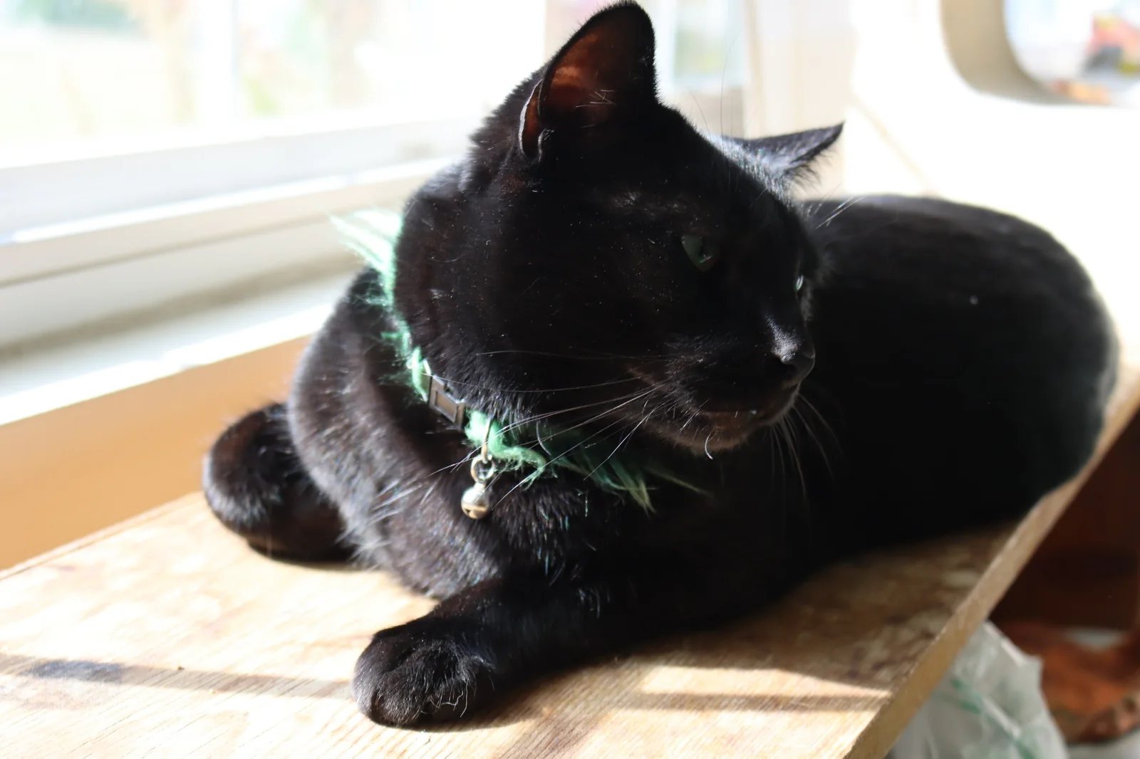 Black cat resting by a classroom window